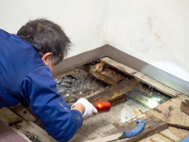 Best Attic Mold Removal  in Griffith, IN
