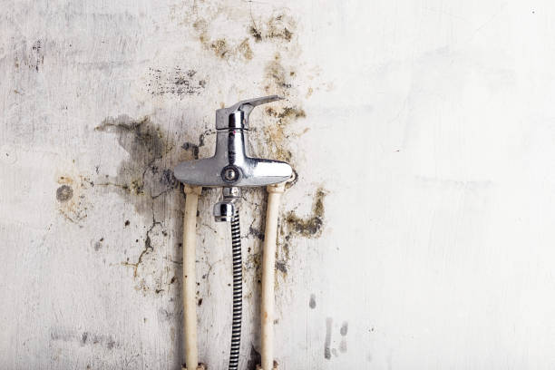Best Local Mold Removal Service  in Griffith, IN