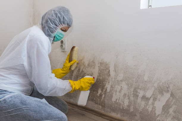 Certified Mold Removal in Griffith, IN