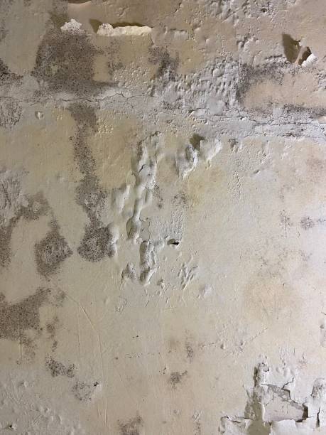 Best Black Mold Removal  in Griffith, IN