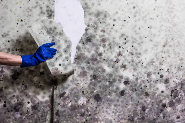 Best Crawl Space Mold Removal  in Griffith, IN