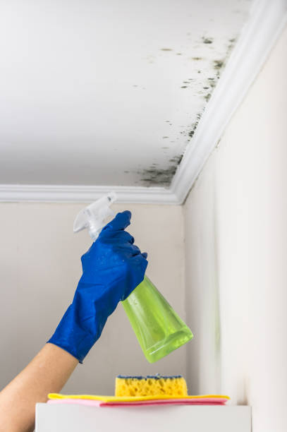 Best Commercial Mold Removal  in Griffith, IN
