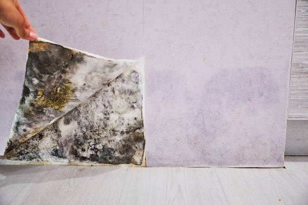 Mold Removal and Inspection in Griffith, IN